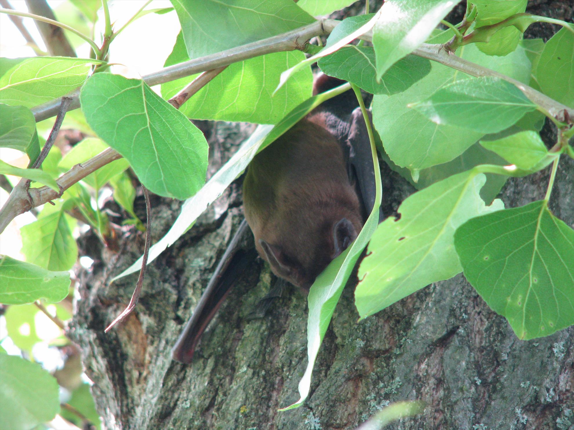 Balkan lake 5 - 12 apr. - img1165.JPG